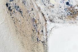 Why You Should Choose Our Mold Remediation Services in Telford, PA